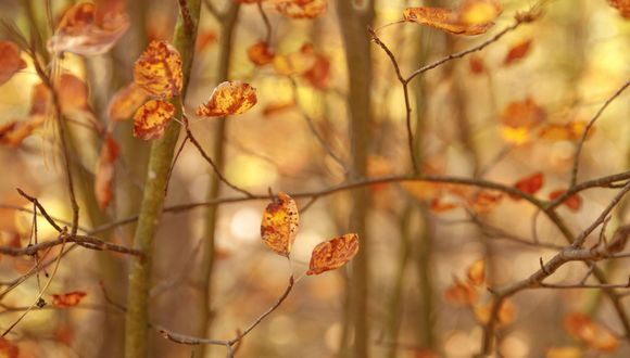 Herbstlichen Nachbarschaftsfragen: Laub, Äpfel & Igelschutz